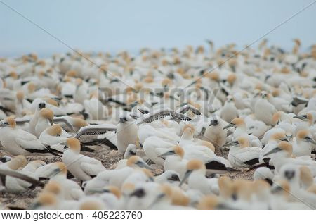 Australasian Gannets Morus Serrator. Plateau Colony. Cape Kidnappers Gannet Reserve. North Island. N