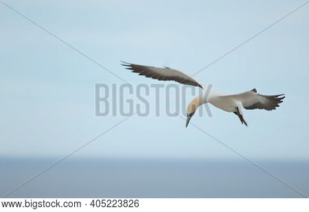 Australasian Gannet Morus Serrator In Flight. Plateau Colony. Cape Kidnappers Gannet Reserve. North 