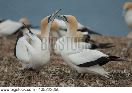 Australasian Gannets Morus Serrator Fencing. Plateau Colony. Cape Kidnappers Gannet Reserve. North I