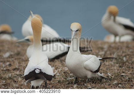 Australasian Gannets Morus Serrator Courting. Plateau Colony. Cape Kidnappers Gannet Reserve. North 