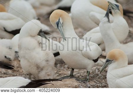 Australasian Gannets Morus Serrator. Adult Preening And Chick. Plateau Colony. Cape Kidnappers Ganne