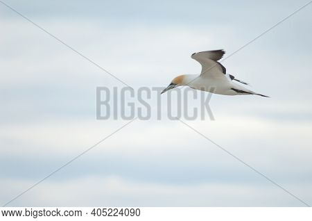 Australasian Gannet Morus Serrator In Flight. Plateau Colony. Cape Kidnappers Gannet Reserve. North 