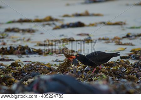 Variable Oystercatcher Haematopus Unicolor Searching For Food. Oban. Stewart Island. New Zealand.