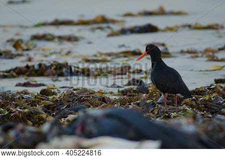Variable Oystercatcher Haematopus Unicolor. Oban. Stewart Island. New Zealand.