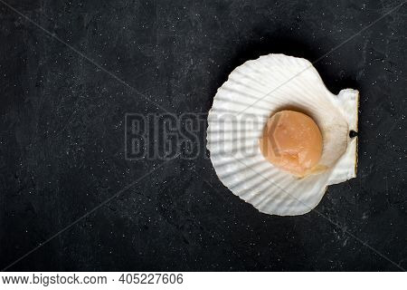 A Scallop In A Shell. On A Black Background. Top View. Close Up. High Quality Photo