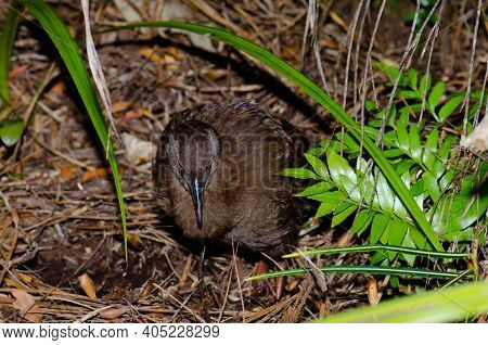 Stewart Island Weka Gallirallus Australis Scotti. Ulva Island. Rakiura National Park. New Zealand.