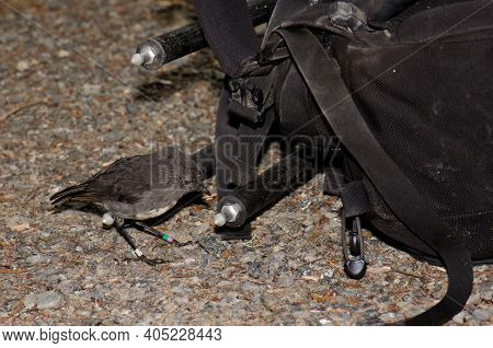 Stewart Island Robin Petroica Australis Rakiura Next To A Backpack And A Tripod. Ulva Island. Rakiur