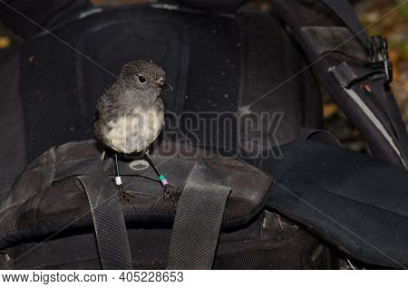 Stewart Island Robin Petroica Australis Rakiura On A Backpack. Ulva Island. Rakiura National Park. N