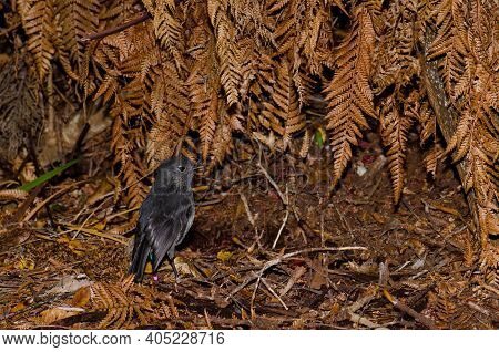 Stewart Island Robin Petroica Australis Rakiura. Ulva Island. Rakiura National Park. New Zealand.