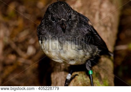 Stewart Island Robin Petroica Australis Rakiura. Ulva Island. Rakiura National Park. New Zealand.