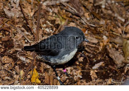 Stewart Island Robin Petroica Australis Rakiura. Ulva Island. Rakiura National Park. New Zealand.