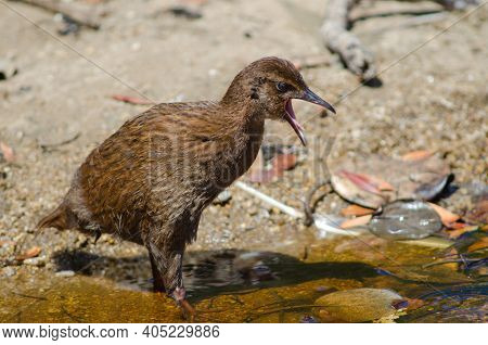 Steward Island Weka Gallirallus Australis Scotti. Juvenile Calling. Boulder Beach. Ulva Island. Raki