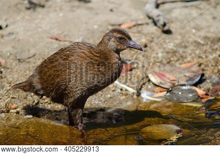 Steward Island Weka Gallirallus Australis Scotti. Juvenile. Boulder Beach. Ulva Island. Rakiura Nati