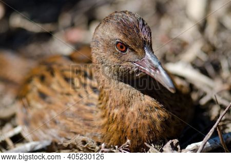 Steward Island Weka Gallirallus Australis Scotti Resting. Boulder Beach. Ulva Island. Rakiura Nation