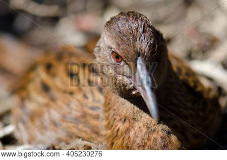 Steward Island Weka Gallirallus Australis Scotti Resting. Boulder Beach. Ulva Island. Rakiura Nation