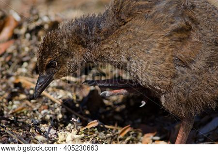 Steward Island Weka Gallirallus Australis Scotti. Juvenile Scratching. Boulder Beach. Ulva Island. R