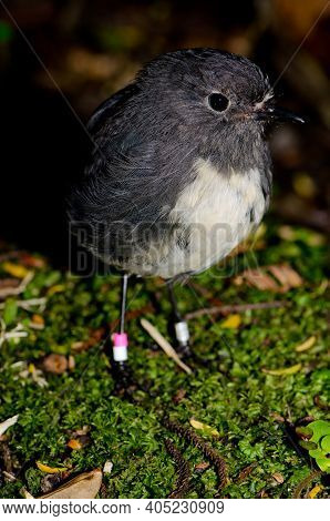 Stewart Island Robin Petroica Australis Rakiura. Ulva Island. Rakiura National Park. New Zealand.