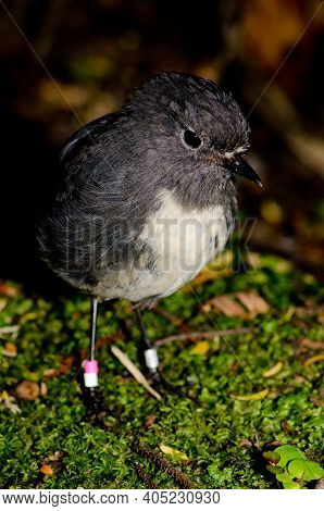 Stewart Island Robin Petroica Australis Rakiura. Ulva Island. Rakiura National Park. New Zealand.