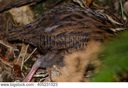 Stewart Island Weka Gallirallus Australis Scotti Searching For Food Among The Vegetation. Ulva Islan