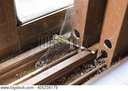 Dragon Fly Odonata Green Yellow Black Pattern Colored Insect