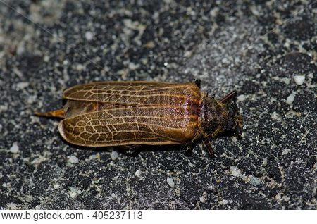 Dead Huhu Beetle Prionopus Reticularis. Invercagill. South Island. New Zealand.