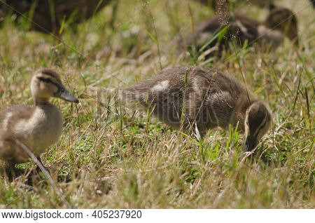 Mallards Anas Platyrhynchos. Ducklings Searching For Food. Te Anau Bird Sanctuary. Te Anau. Southlan