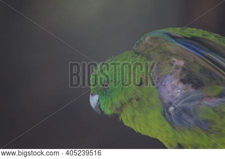 Antipodes Parakeet Cyanoramphus Unicolor Stretching. In Captive Conditions. Te Anau Bird Sanctuary. 