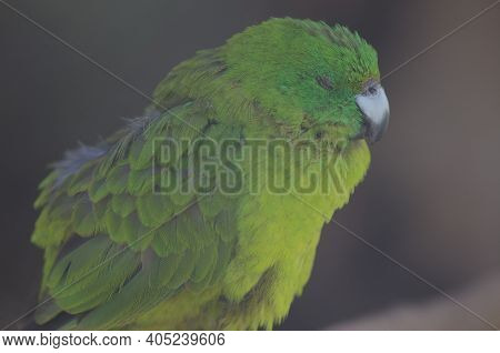 Antipodes Parakeet Cyanoramphus Unicolor Sleeping. In Captive Conditions. Te Anau Bird Sanctuary. Te