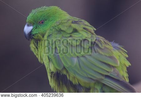 Antipodes Parakeet Cyanoramphus Unicolor. In Captive Conditions. Te Anau Bird Sanctuary. Te Anau. So
