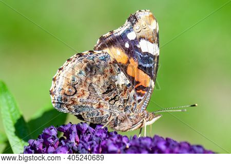 Red Admiral, Vanessa Atalanta, Butterflies On Buddleja Flower Or Butterfly Bush. High Quality Photo