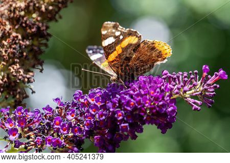 Red Admiral, Vanessa Atalanta, Butterflies On Buddleja Flower Or Butterfly Bush. High Quality Photo