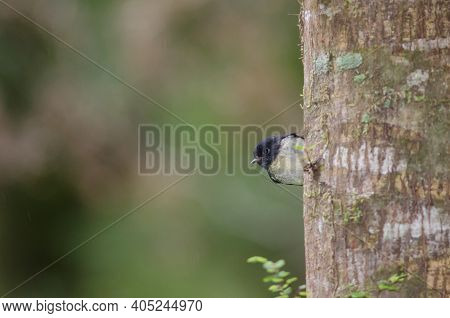 South Island Tomtit Petroica Macrocephala. Male. Fiordland National Park. Southland. South Island. N