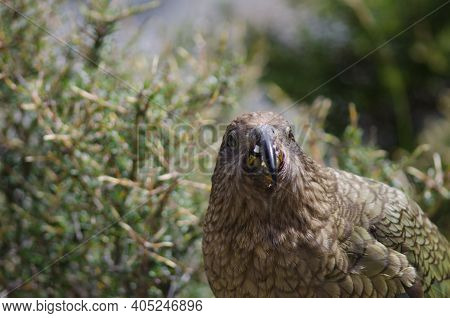 Kea Nestor Notabilis Eating An Apple. Fiordland National Park. Southland. South Island. New Zealand.