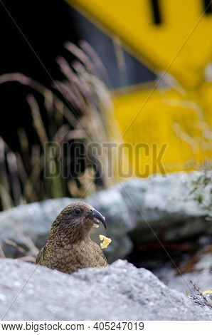 Kea Nestor Notabilis Eating An Apple. Fiordland National Park. Southland. South Island. New Zealand.