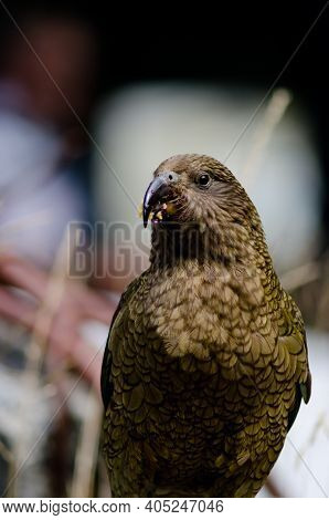 Kea Nestor Notabilis Eating An Apple. Fiordland National Park. Southland. South Island. New Zealand.