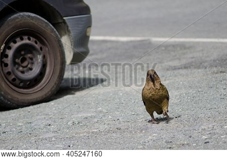 Kea Nestor Notabilis Walking Next To A Car. Fiordland National Park. Southland. South Island. New Ze