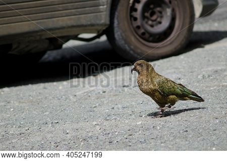 Kea Nestor Notabilis Walking Next To A Car. Fiordland National Park. Southland. South Island. New Ze