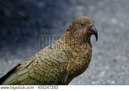 Kea Nestor Notabilis. Fiordland National Park. Southland. South Island. New Zealand.