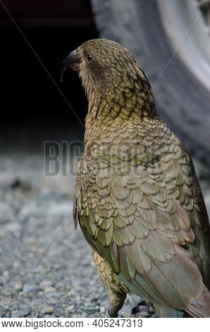 Kea Nestor Notabilis Next To A Car. Fiordland National Park. Southland. South Island. New Zealand.