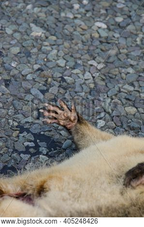 Detail Of The Front Leg Of A Common Brushtail Possum Trichosurus Vulpecula Run Over. Southland. Sout