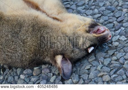 Common Brushtail Possum Trichosurus Vulpecula Run Over. Southland. South Island. New Zealand.