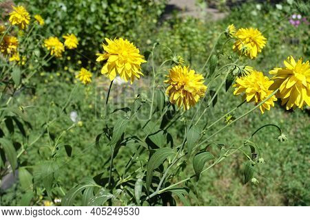 Stems Of Rudbeckia Laciniata Goldquelle With Yellow Flowers In July