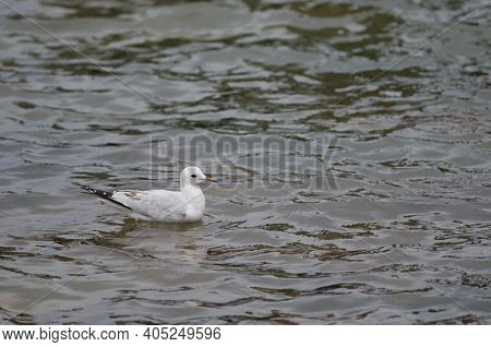 Red-billed Gull Chroicocephalus Novaehollandiae Scopulinus. Immature. Otago Peninsula. Otago. South 