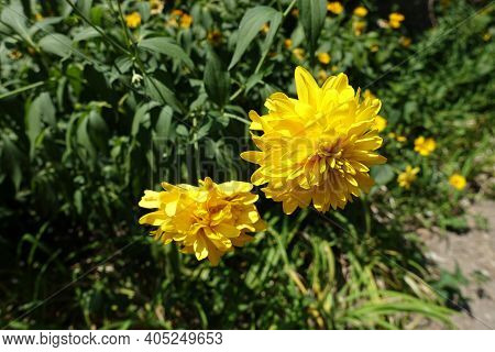 Two Yellow Flowers Of Rudbeckia Laciniata Goldquelle In July