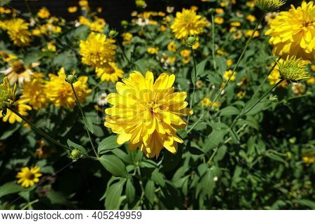 Yellow Flowers Of Rudbeckia Laciniata Goldquelle In July