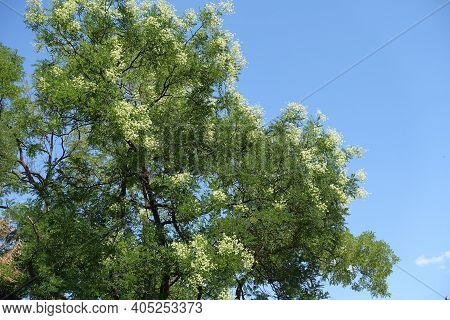 Styphnolobium Japonicum Tree In Full Bloom Against Blue Sky In August