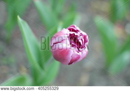 Dark Pink Tulips With White Streaks On A Flower Bed In The Park. Spring Tulips. Tulip Close-up.