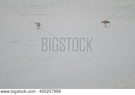 Bar-tailed Godwits Limosa Lapponica Baueri Searching For Food. Hoopers Inlet. Otago Peninsula. Otago