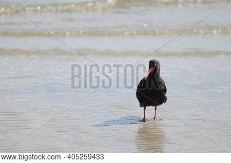 Variable Oystercatcher Haematopus Unicolor. Otago Peninsula. Otago. South Island. New Zealand.