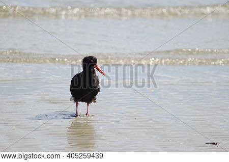 Variable Oystercatcher Haematopus Unicolor. Otago Peninsula. Otago. South Island. New Zealand.
